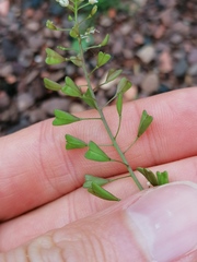 Capsella bursa-pastoris