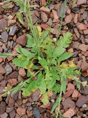 Capsella bursa-pastoris