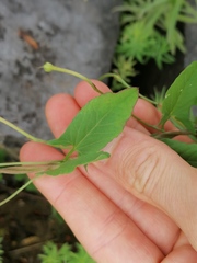 Convolvulus arvensis