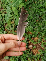 Columba palumbus palumbus