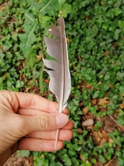 Columba palumbus palumbus
