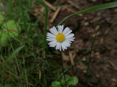 Bellis perennis