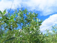Salix lemmonii