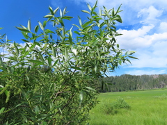 Salix lemmonii