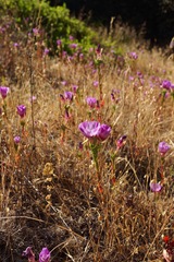 Clarkia imbricata