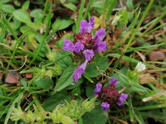 Prunella vulgaris
