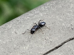 Image of Camponotus nearcticus