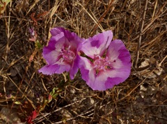 Clarkia imbricata