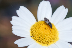 Metopoplax fuscinervis