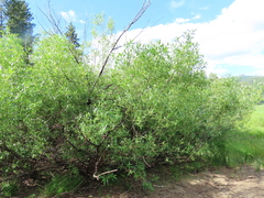 Salix lemmonii