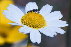 Metopoplax fuscinervis