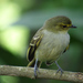 Golden-faced Tyrannulet - Photo (c) Luis G Restrepo, some rights reserved (CC BY-NC), uploaded by Luis G Restrepo