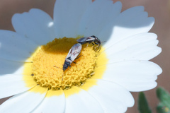 Metopoplax fuscinervis