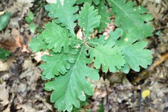 Quercus frainetto