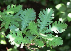 Quercus frainetto