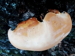 Ganoderma resinaceum