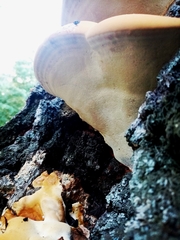 Ganoderma resinaceum