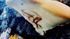 Ganoderma resinaceum