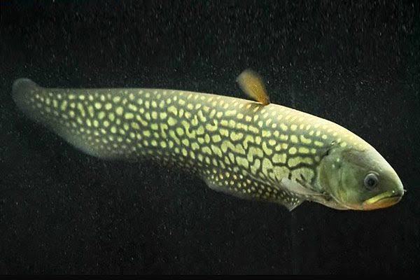 Reticulate Knifefish