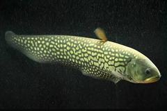 Reticulate Knifefish photo 1