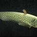 Reticulated Knifefish - Photo (c) 
Cecep Rahmat, some rights reserved (CC BY-SA)