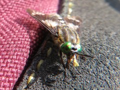 Chrysops relictus