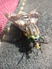 Chrysops relictus