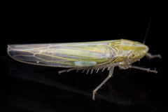 Dikraneura angustata