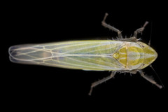 Dikraneura angustata