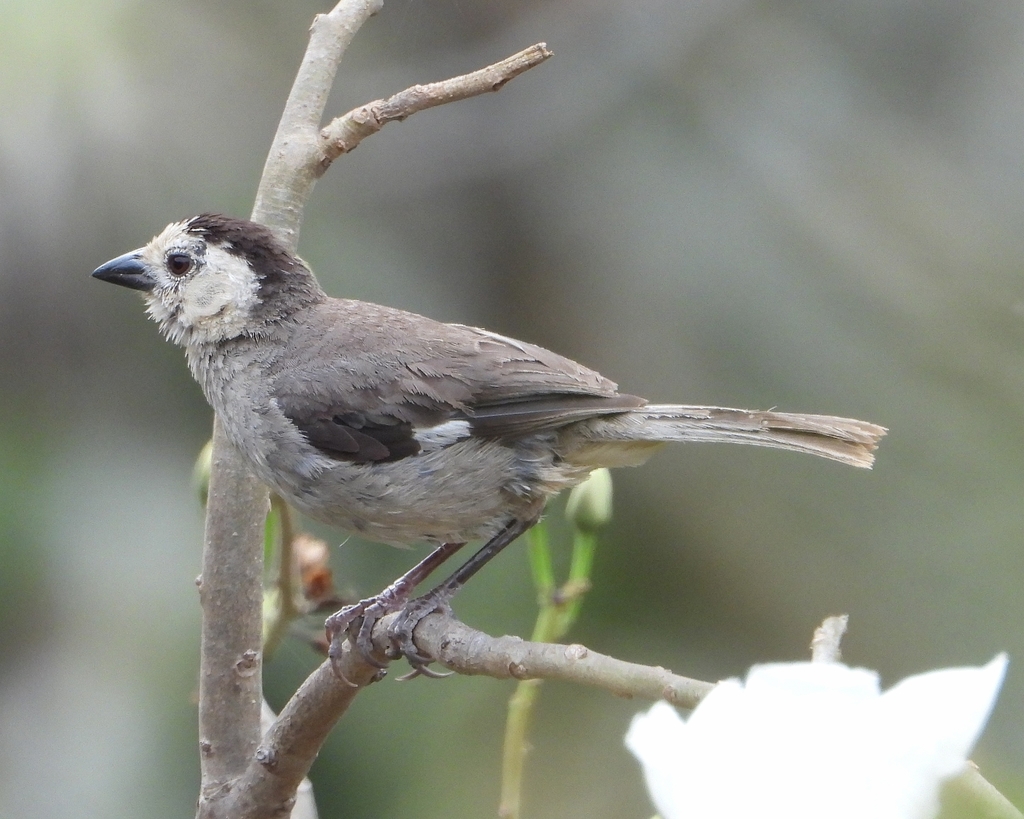 White-Headed Brush-Finch