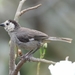 White-headed Brushfinch - Photo (c) Nelson Apolo, some rights reserved (CC BY-NC), uploaded by Nelson Apolo