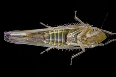 Dikraneura angustata