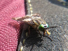Chrysops relictus