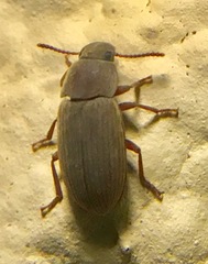 Blapstinus castaneus