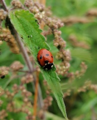 Coccinella septempunctata