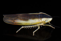 Erythridula stolata