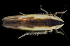 Erythridula stolata