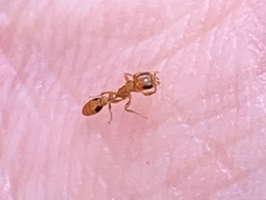 Pseudomyrmex simplex