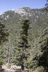 Phoradendron pauciflorum