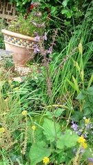 Salvia forskaehlei