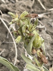 Penstemon breviculus