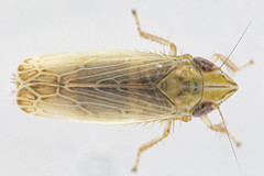 Laevicephalus sylvestris