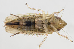 Laevicephalus sylvestris