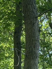 Sitta carolinensis