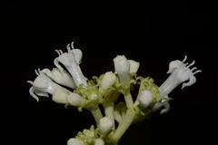 Psychotria horizontalis