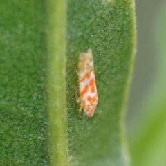 Alconeura dodonana