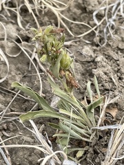 Penstemon breviculus