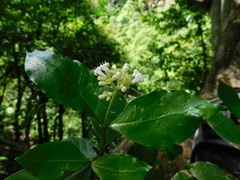 Psychotria horizontalis