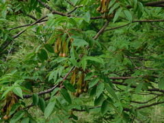 Amphipterygium molle