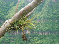 Tillandsia grossispicata